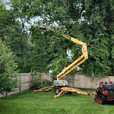 How Our Tree Care Process Works  in  Corning, NY