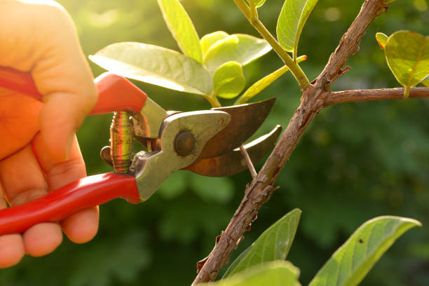 Trusted Corning, NY Tree Services Experts